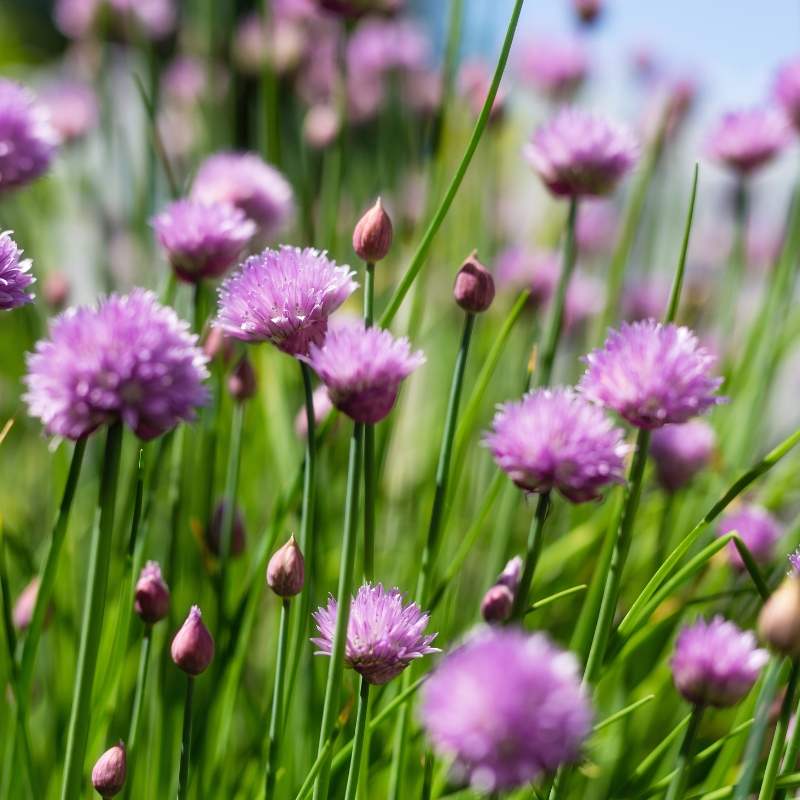 A close up of purple flowers in a garden.